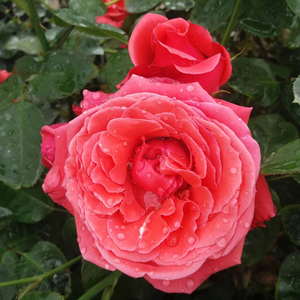 Roşu, după ce înflorește, devine mai pal - trandafir teahibrid